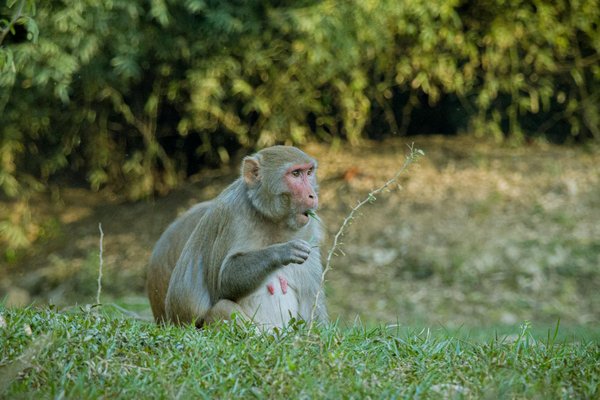 Découvrez le perforateur bosch : avis et comparatifs