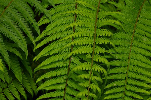 Découvrez le chapeau haut de forme steampunk parfait